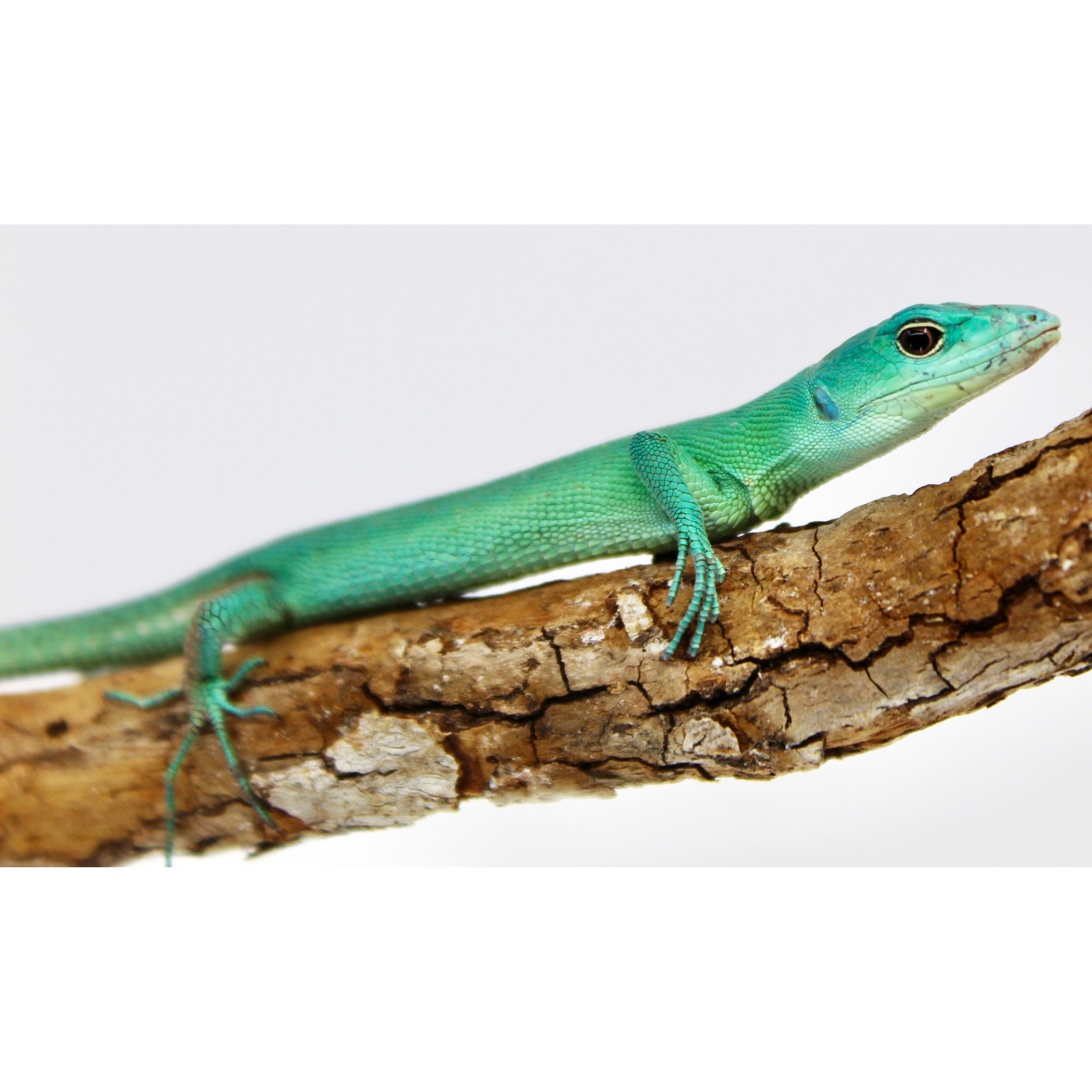 Bright turquoise lizard with blue-green scales rests along a textured brown branch.