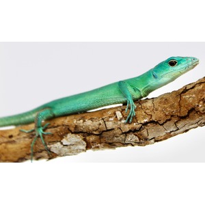 Bright turquoise lizard with blue-green scales rests along a textured brown branch.