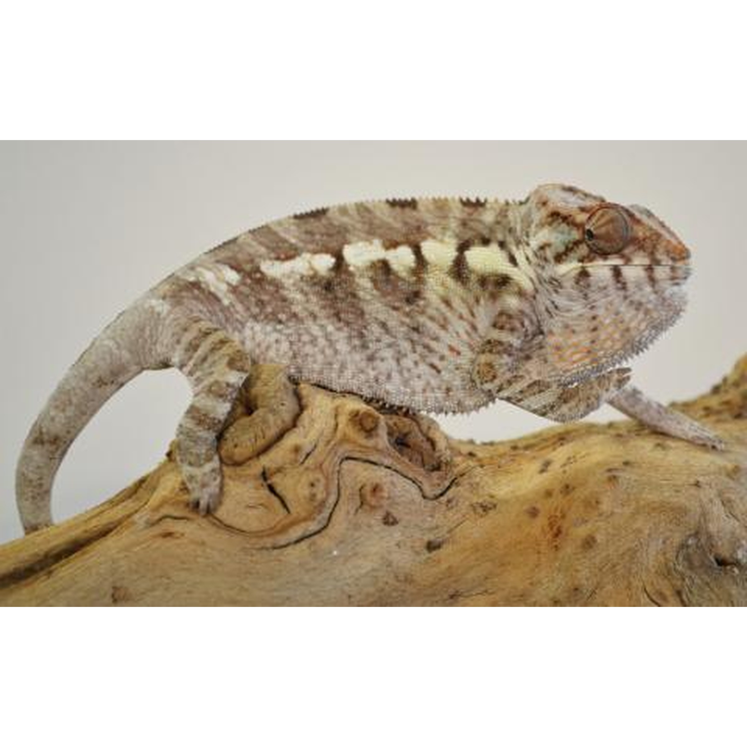 Side view of a camouflaged chameleon perched on a curved, textured wooden branch.