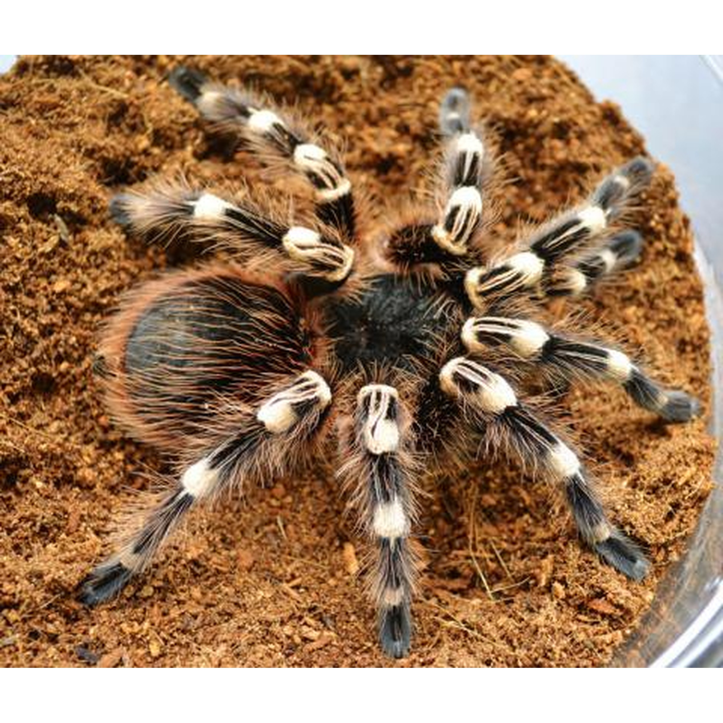 Hairy black tarantula with white banded legs resting on brown soil substrate.
