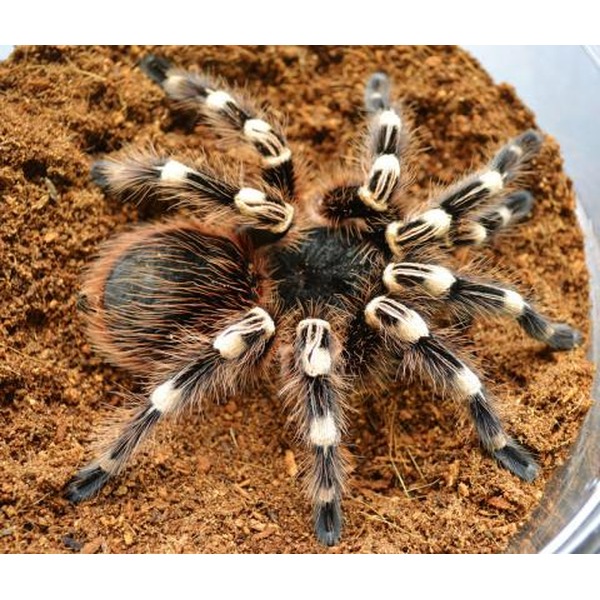 Hairy black tarantula with white banded legs resting on brown soil substrate.