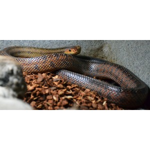 Coiled snake with orange head and red-black patterned body rests on brown wood chips.