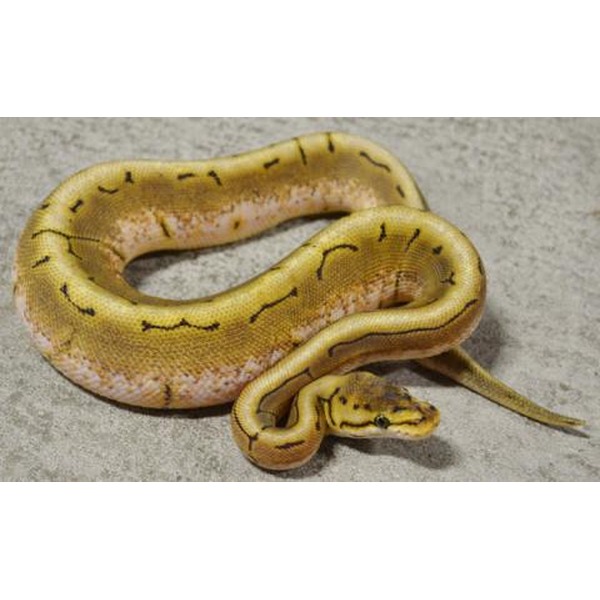 Yellow snake with brown markings coiled on a gray concrete surface.