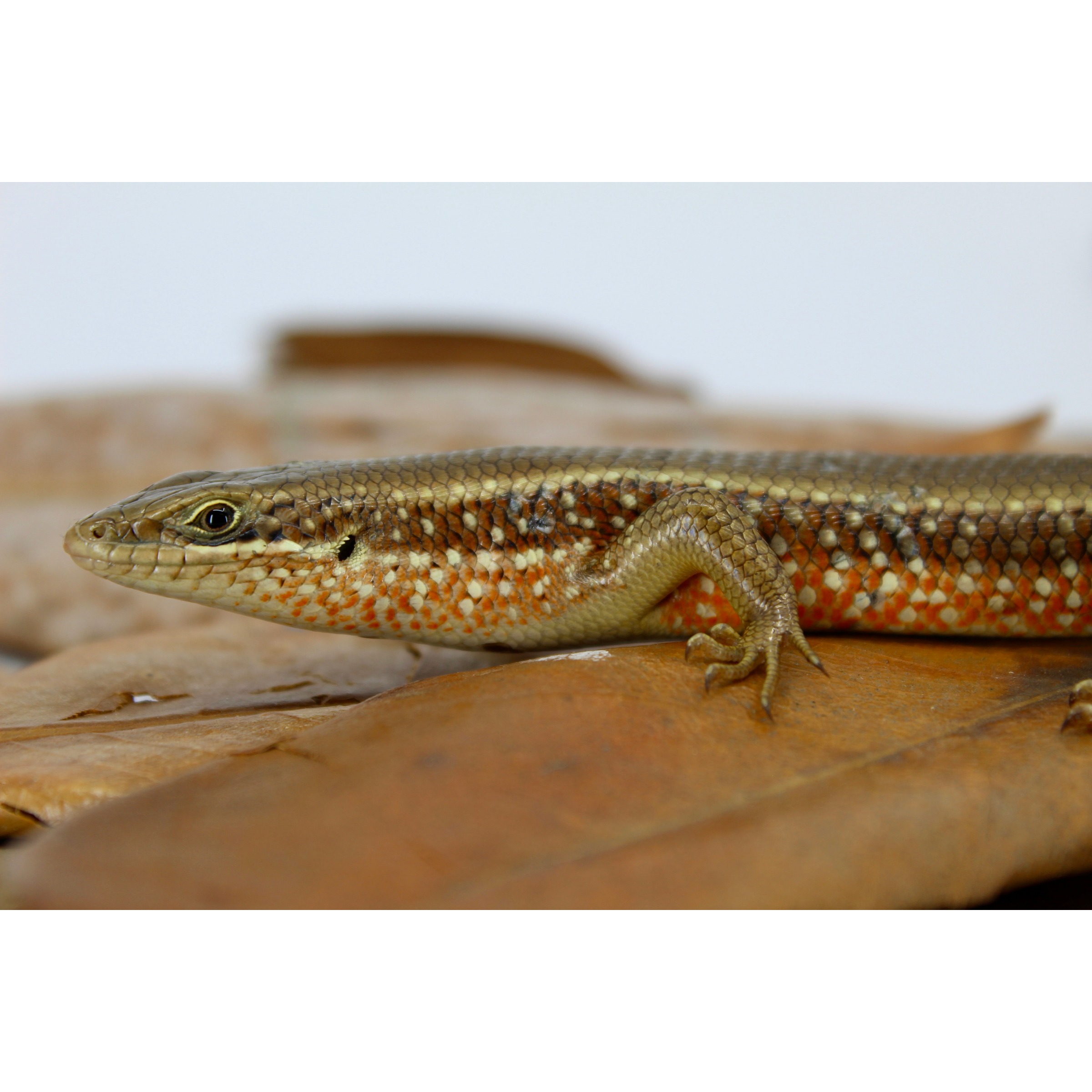 Close-up of a patterned lizard with orange and white scales resting on brown leaves.