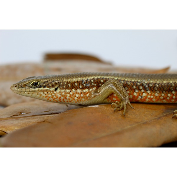 Close-up of a patterned lizard with orange and white scales resting on brown leaves.