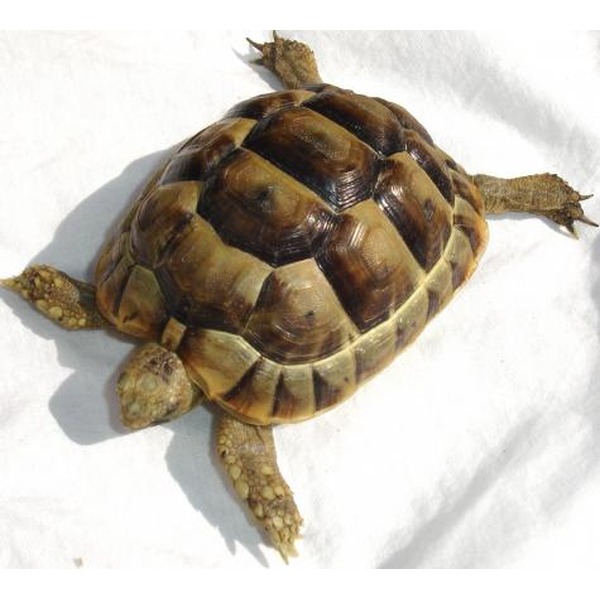 Brown tortoise with dark and light shell, legs extended on a white surface.