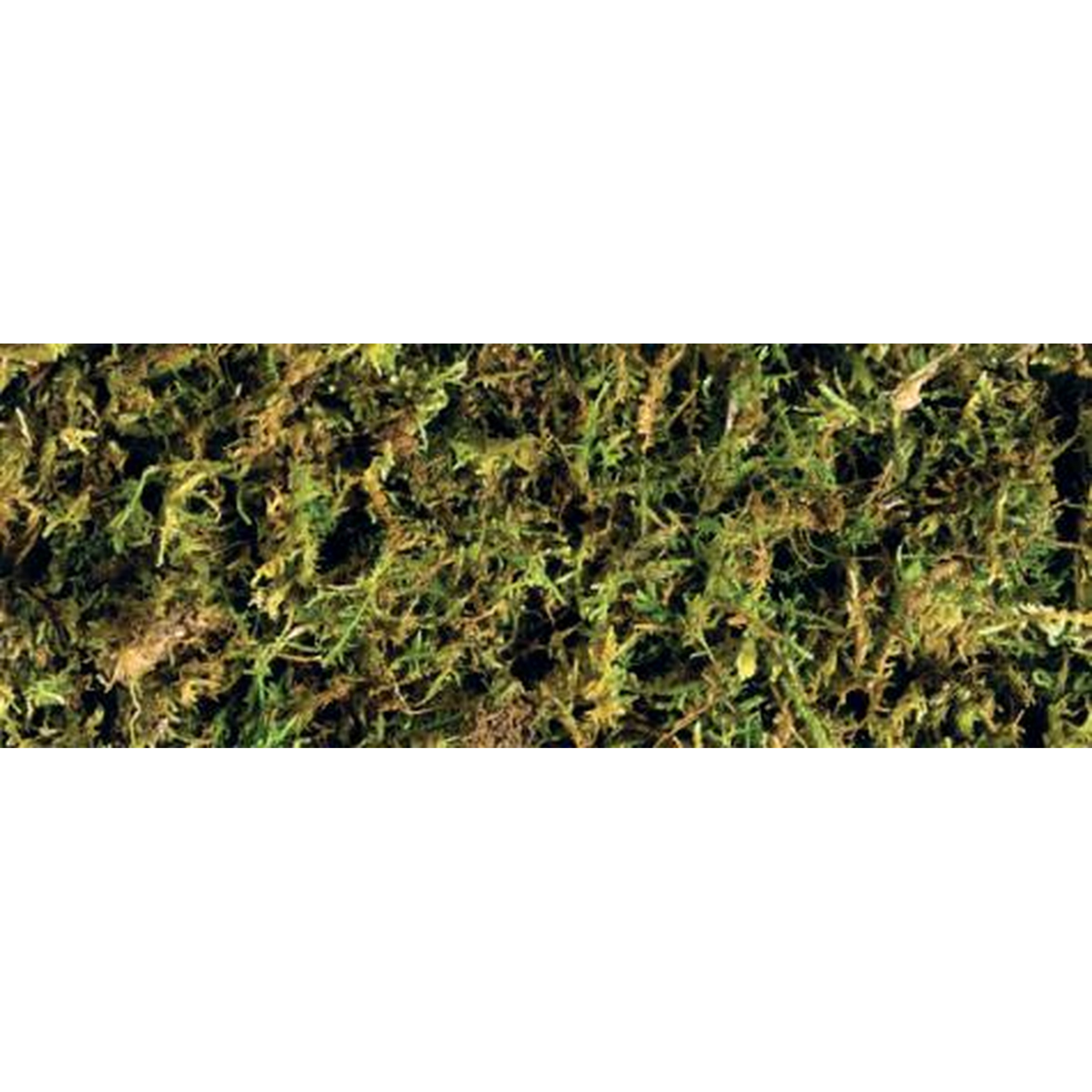 Close-up of green moss with brown stems growing on a textured surface