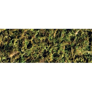 Close-up of green moss with brown stems growing on a textured surface