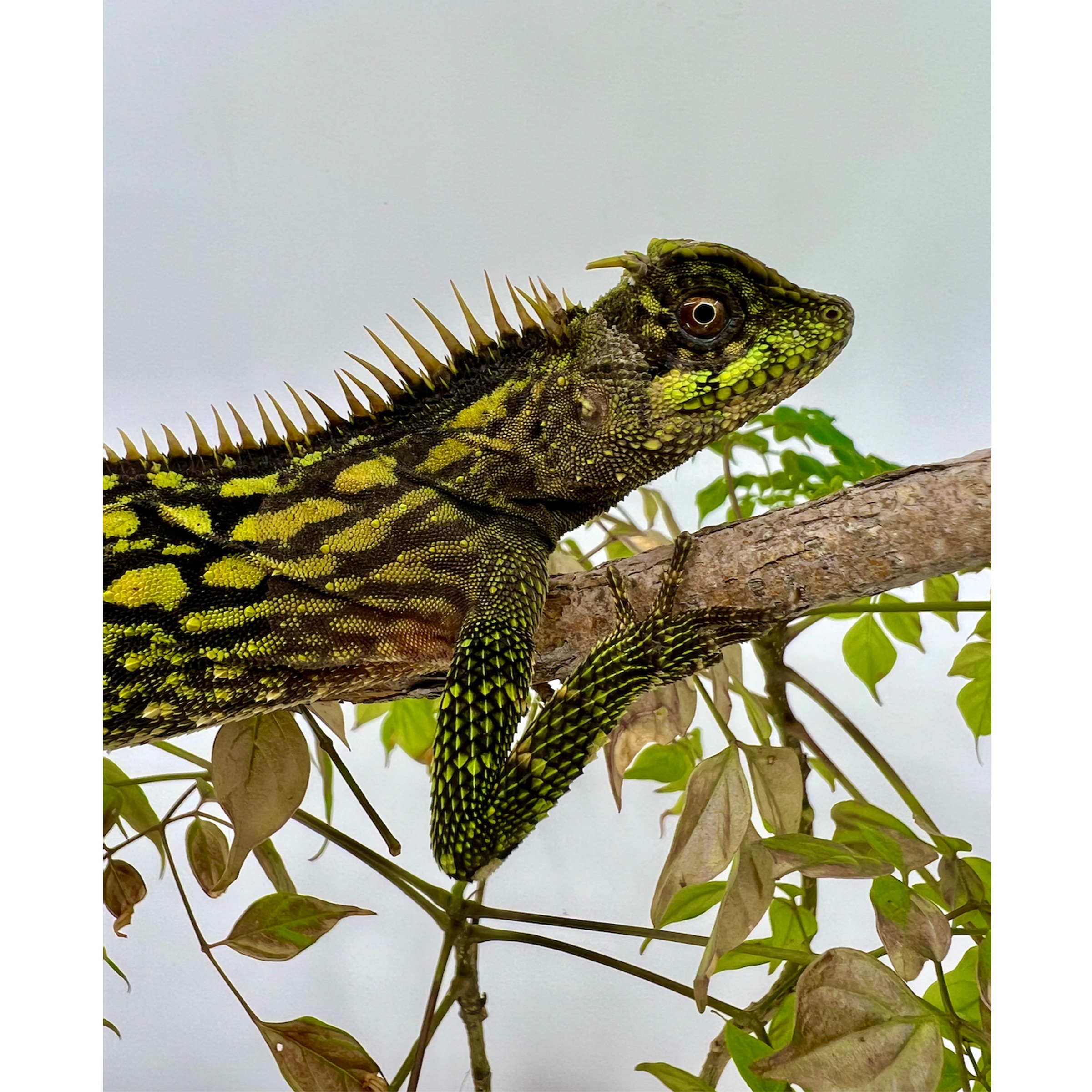 Malaysian Armored Tree Dragons | LLLReptile