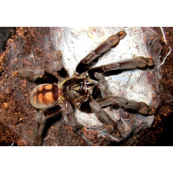 Large, hairy tarantula with orange-brown striped abdomen perched on a rocky surface.