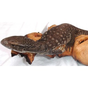 Dark speckled monitor lizard lying on orange bread crusts.