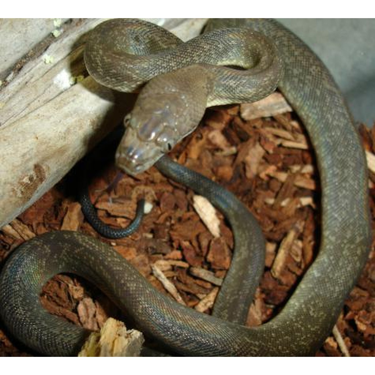 Baby Macklotts Pythons | LLLReptile