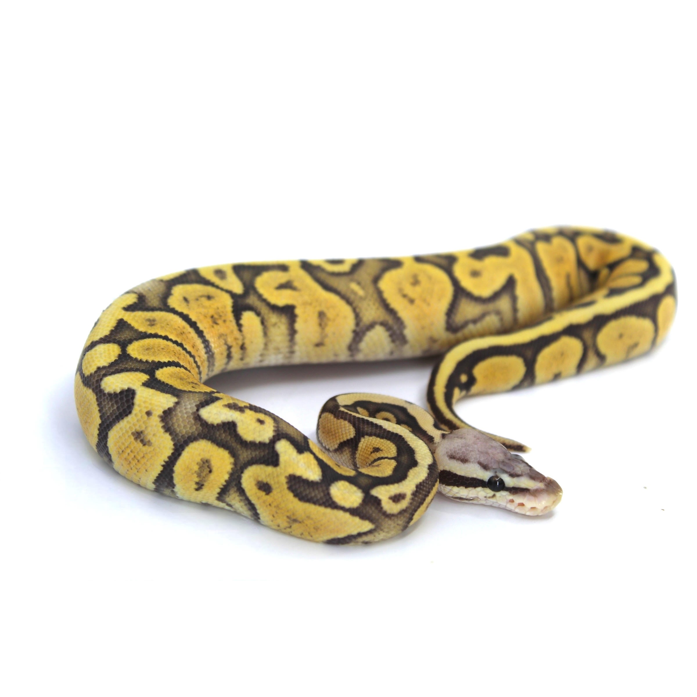 Coiled ball python with yellow and black pattern, head visible.