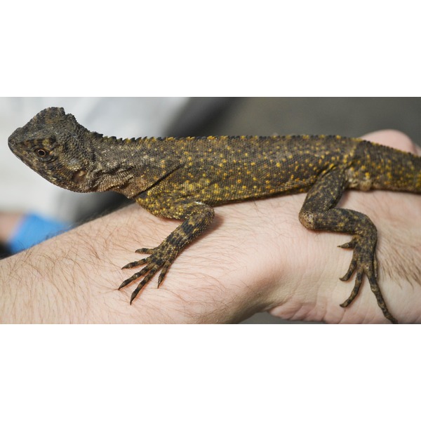 Brown lizard with yellow spots and a bumpy crest along its back resting on a forearm with long toes.