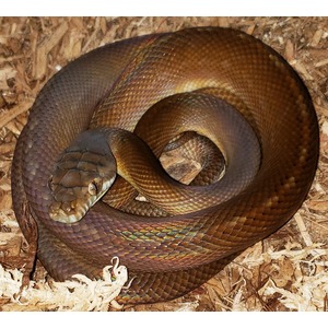 Coiled brown snake with iridescent scales resting on wood shavings, head nestled in the coils.