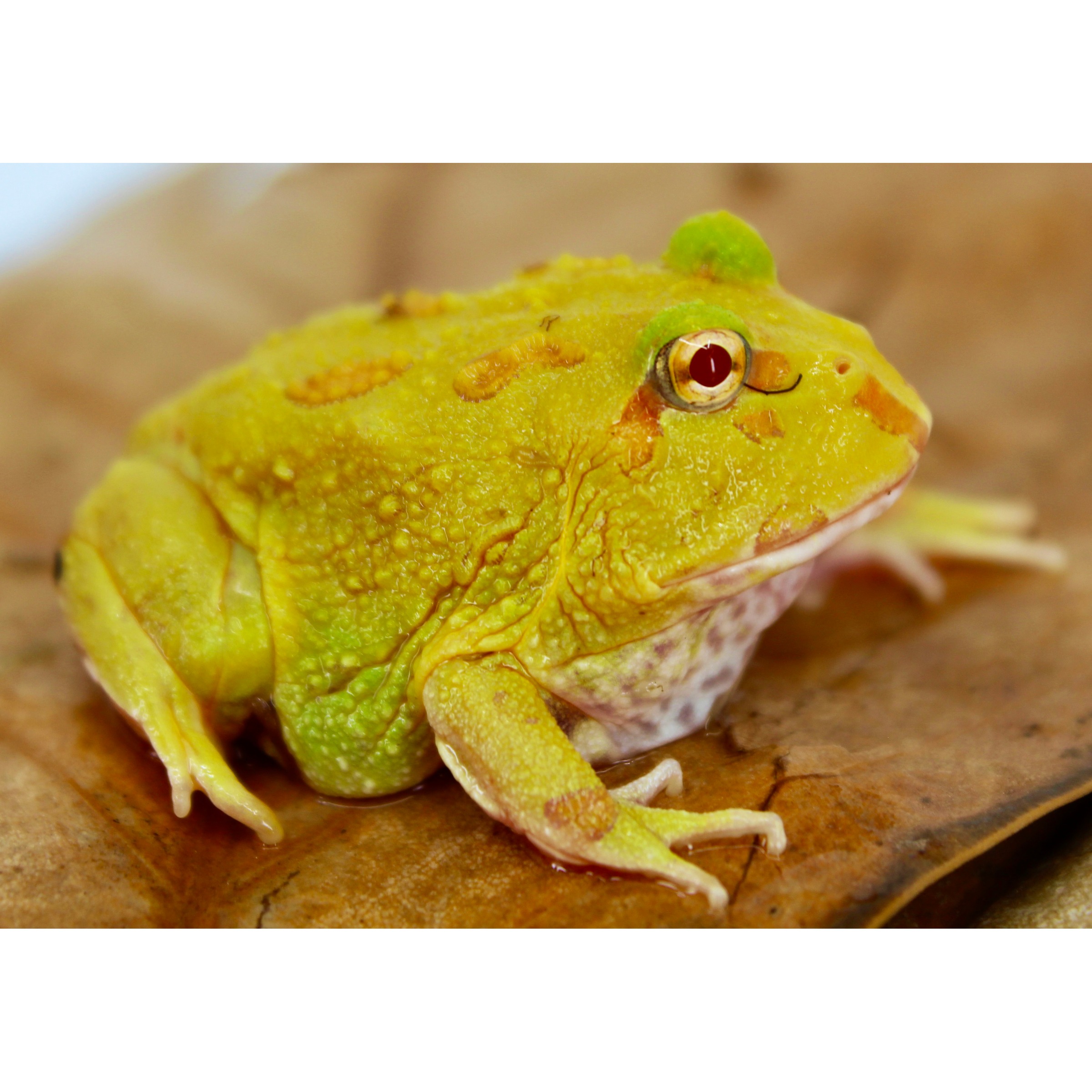 Bright yellow-green tree frog with textured skin sits on a brown leaf, red eye toward camera.
