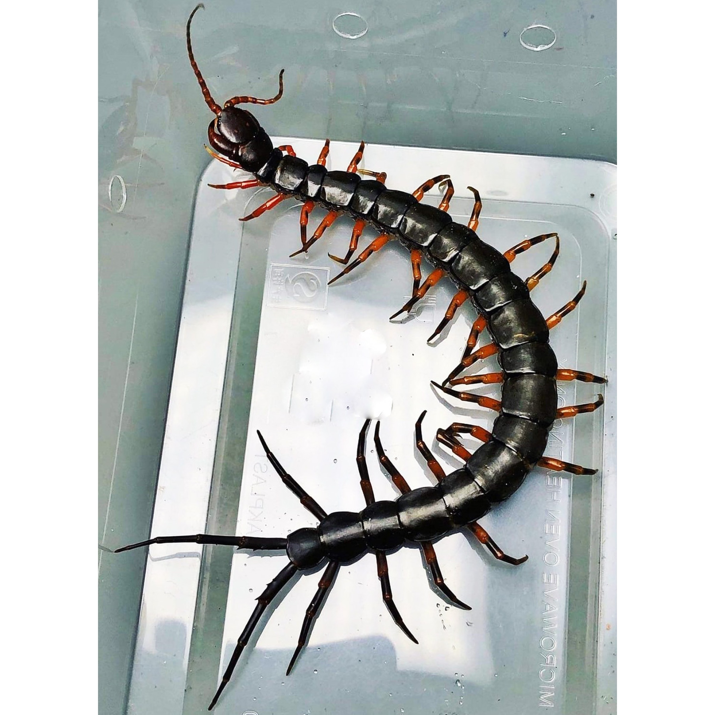 Chinese Giant Tiger Leg Centipedes For Sale | LLLReptile