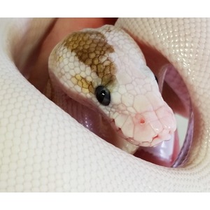 Close-up of a pale white-scaled snake with a brown patch on its head, held by gloved hands.