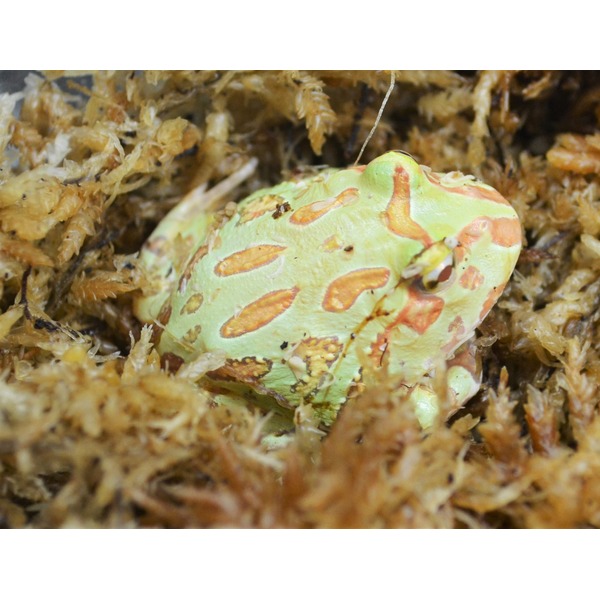 Green Pacman frog with orange markings nestled in brown moss.