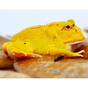 Golden frog with textured yellow skin and red eyes perched on smooth rocks.