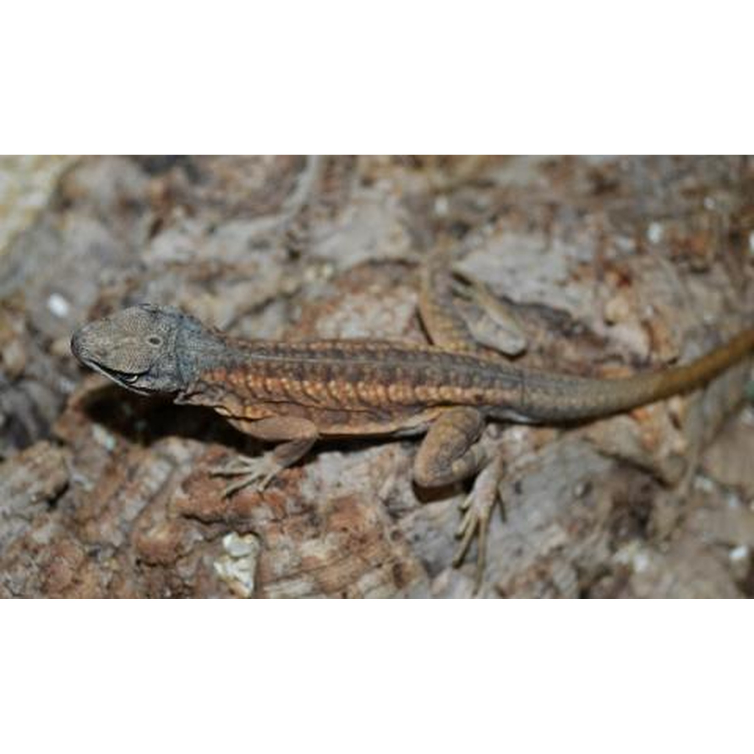 Small brown lizard with orange markings on textured bark.