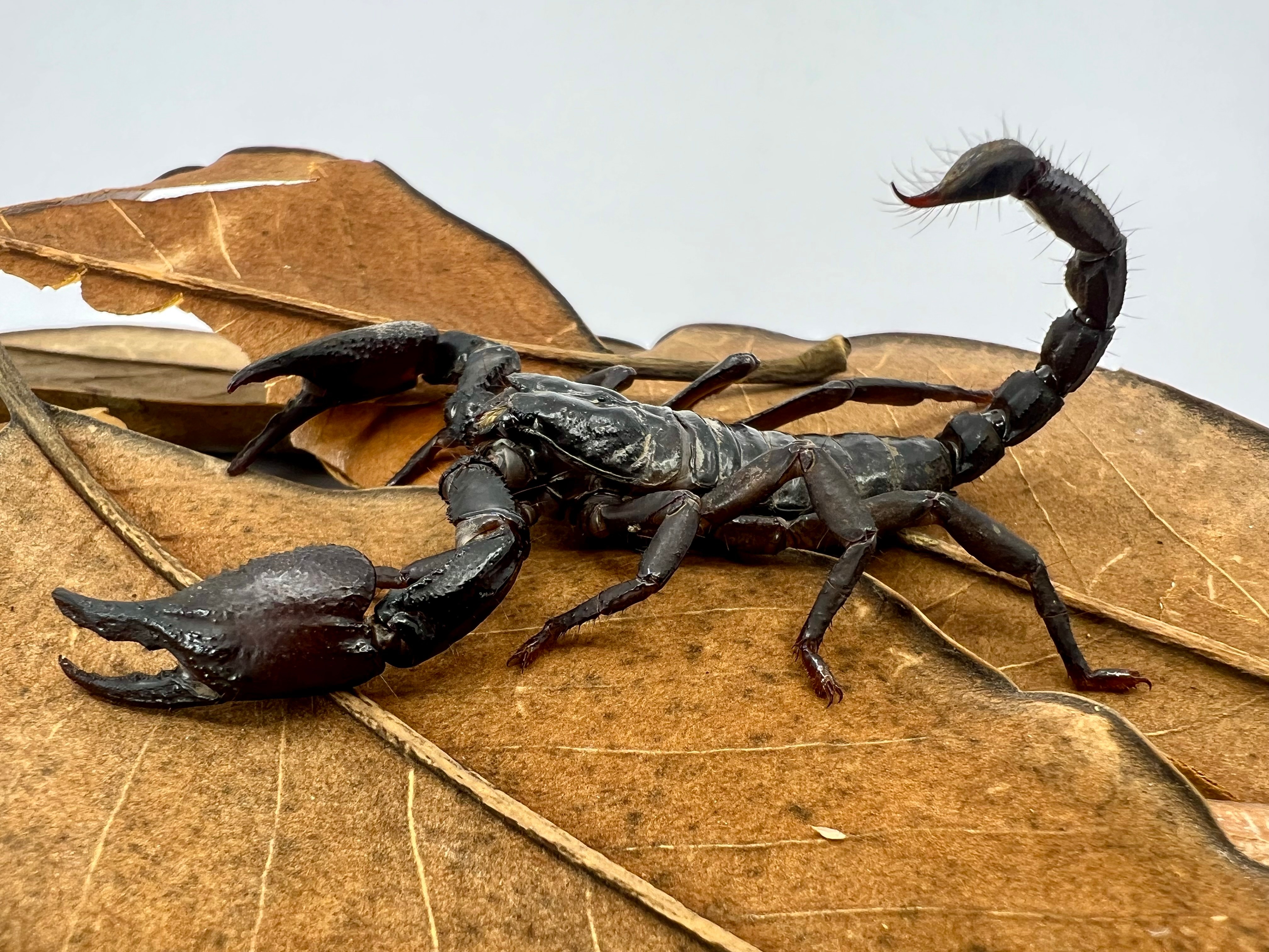 Asian Black Forest Scorpions | LLLReptile