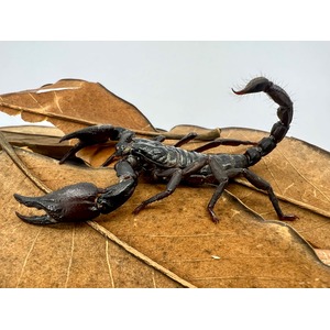 Dark scorpion with large pincers and curved tail on dried brown leaves.