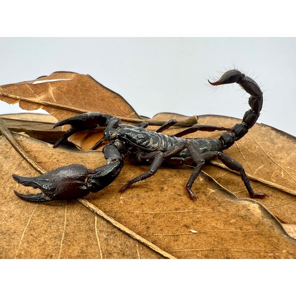 Asian Black Forest Scorpions | LLLReptile