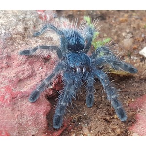 Blue, hairy tarantula with spread legs on reddish rocky soil.