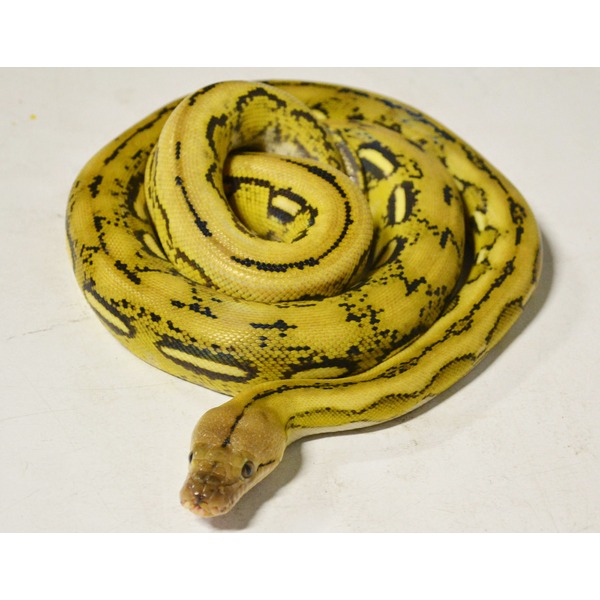 Yellow patterned snake coiled in a spiral with its head at the bottom on a light surface.