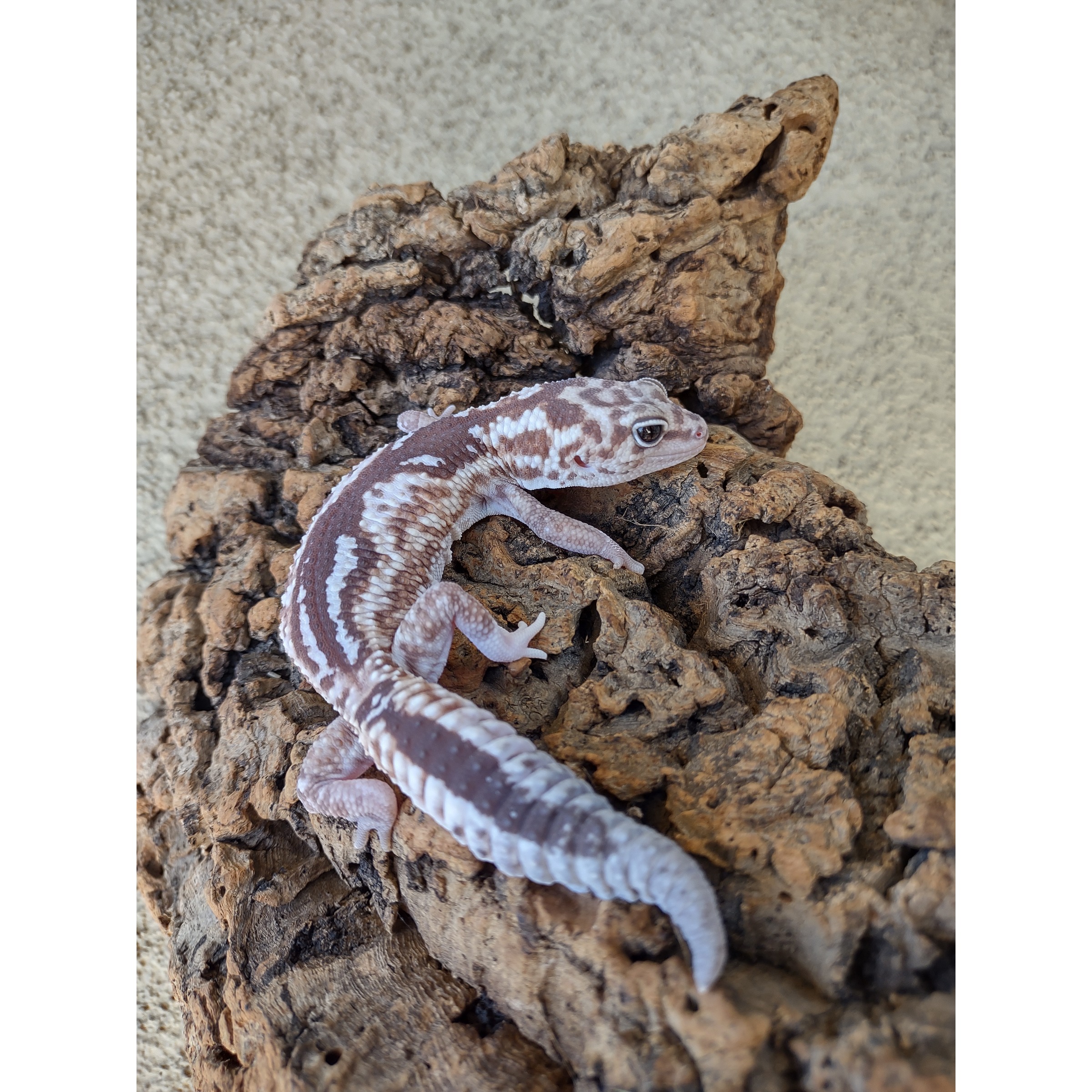 Gecko with brown and white striped pattern on rough rock surface.
