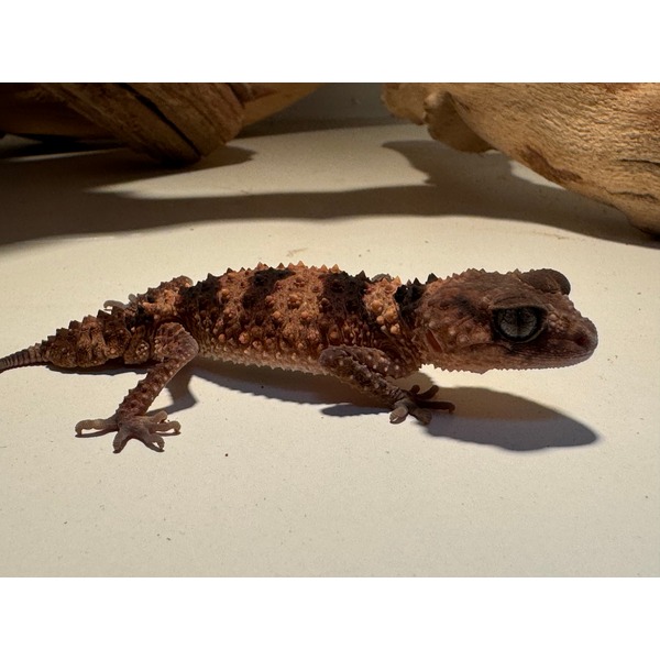 Spiky brown gecko with rough, tuberculated skin lying on a pale surface.