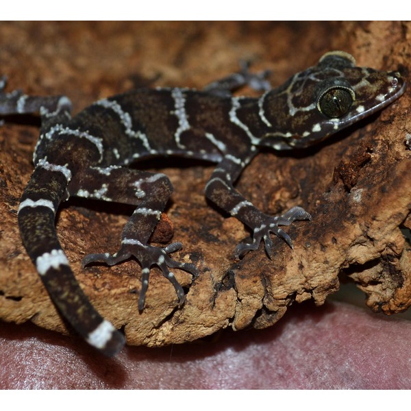 Gecko with dark brown and white banded pattern on a rough brown rock, its large eye visible.