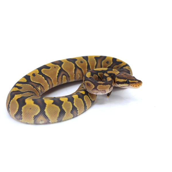 Yellow Ball Python Size Baby Enchi Yellow Belly Ghost Ball Pythons | LLLReptile