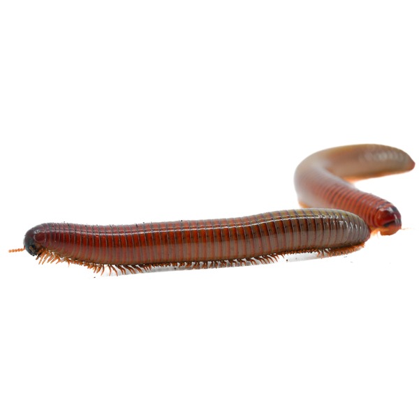 Brown and red segmented millipedes with numerous legs on white