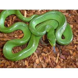 Green snake coiled on brown wood mulch, facing the camera with a blue tongue.