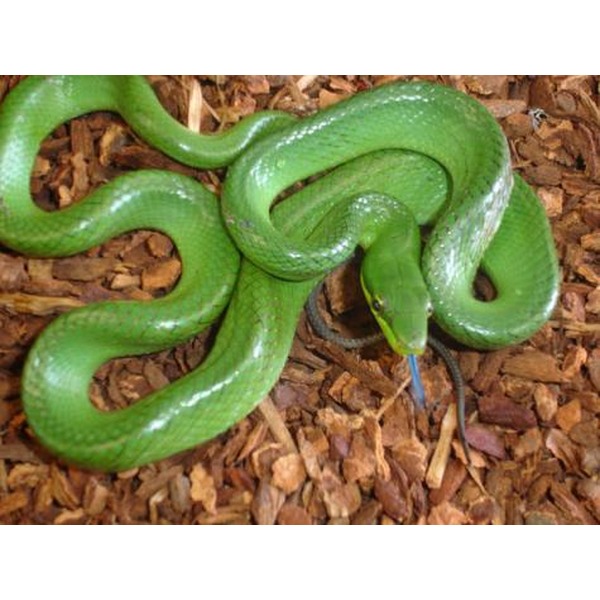 Green snake coiled on brown wood mulch, facing the camera with a blue tongue.