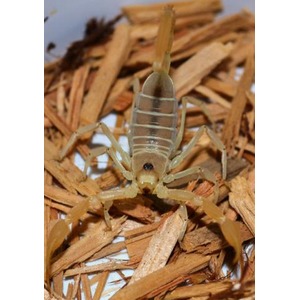 Light brown scorpion on wood mulch, close-up.