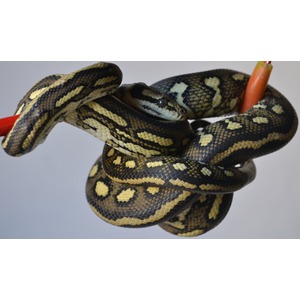 Close-up of a black-and-yellow ball python coiled around a red rod.