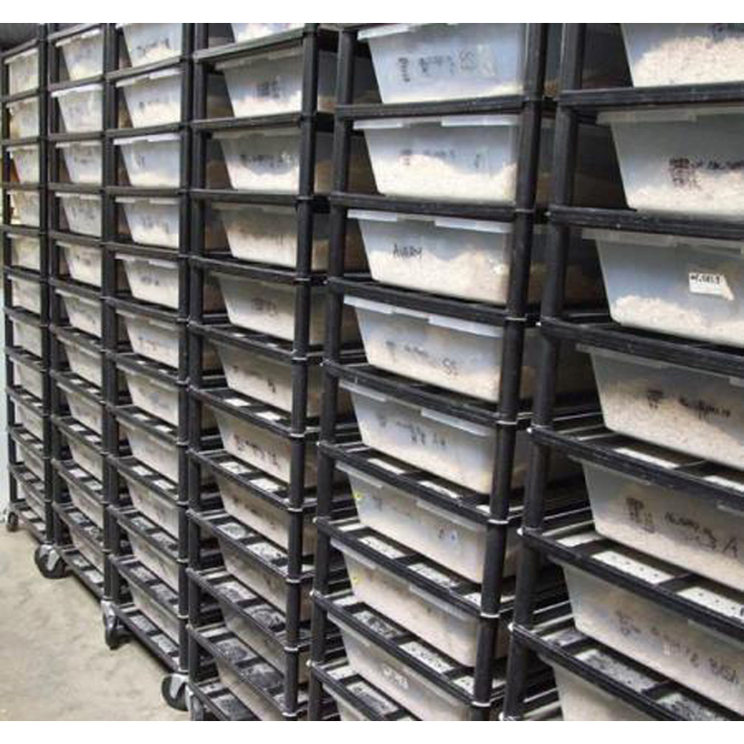 Vision 1757 Breeding Rack 5 Level for Reptile Housing | LLLReptile