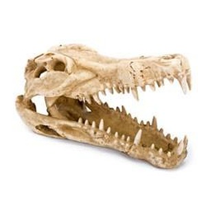 crocodile skull fossil with long jaws and sharp teeth.