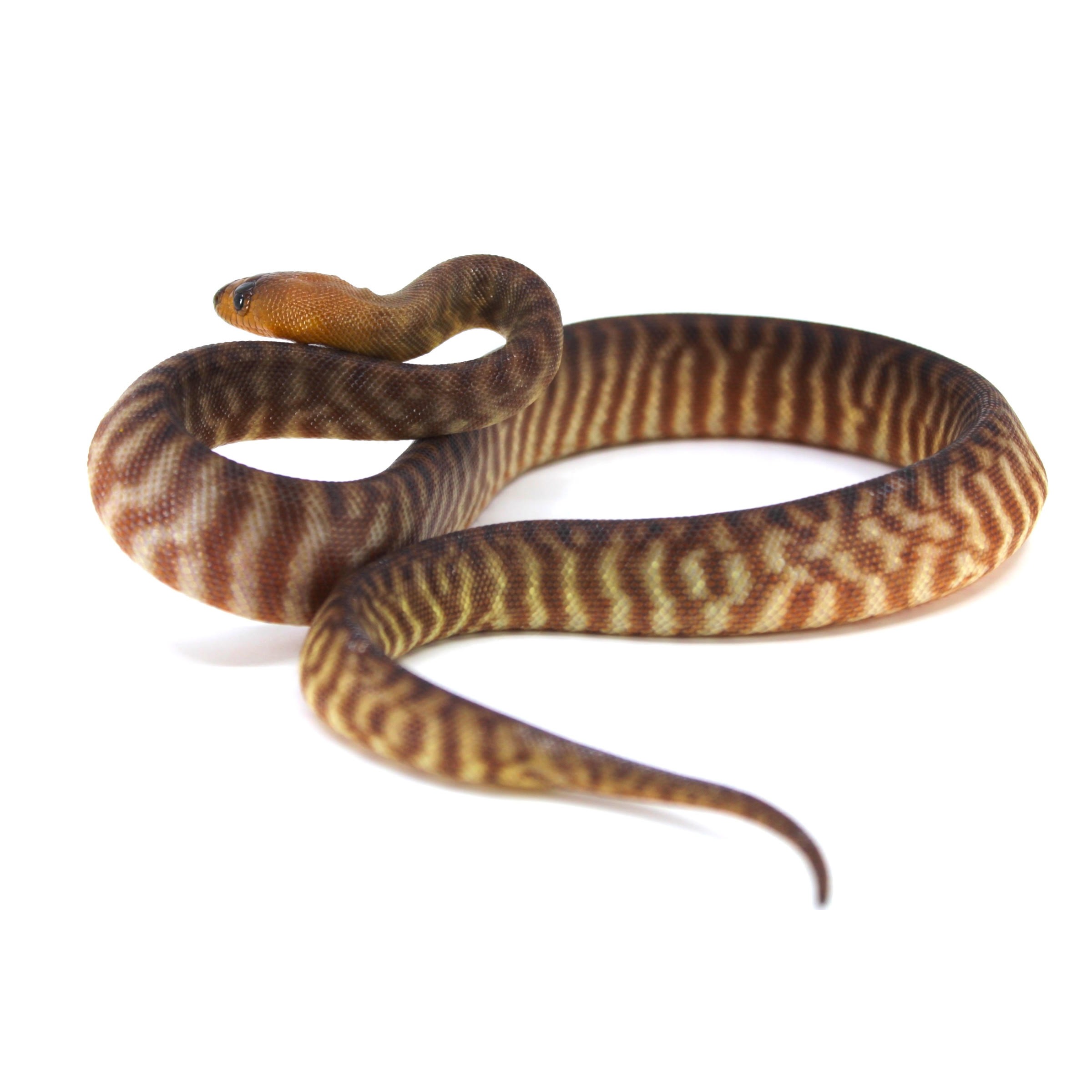 Coiled brown and yellow striped snake with orange head on white background.