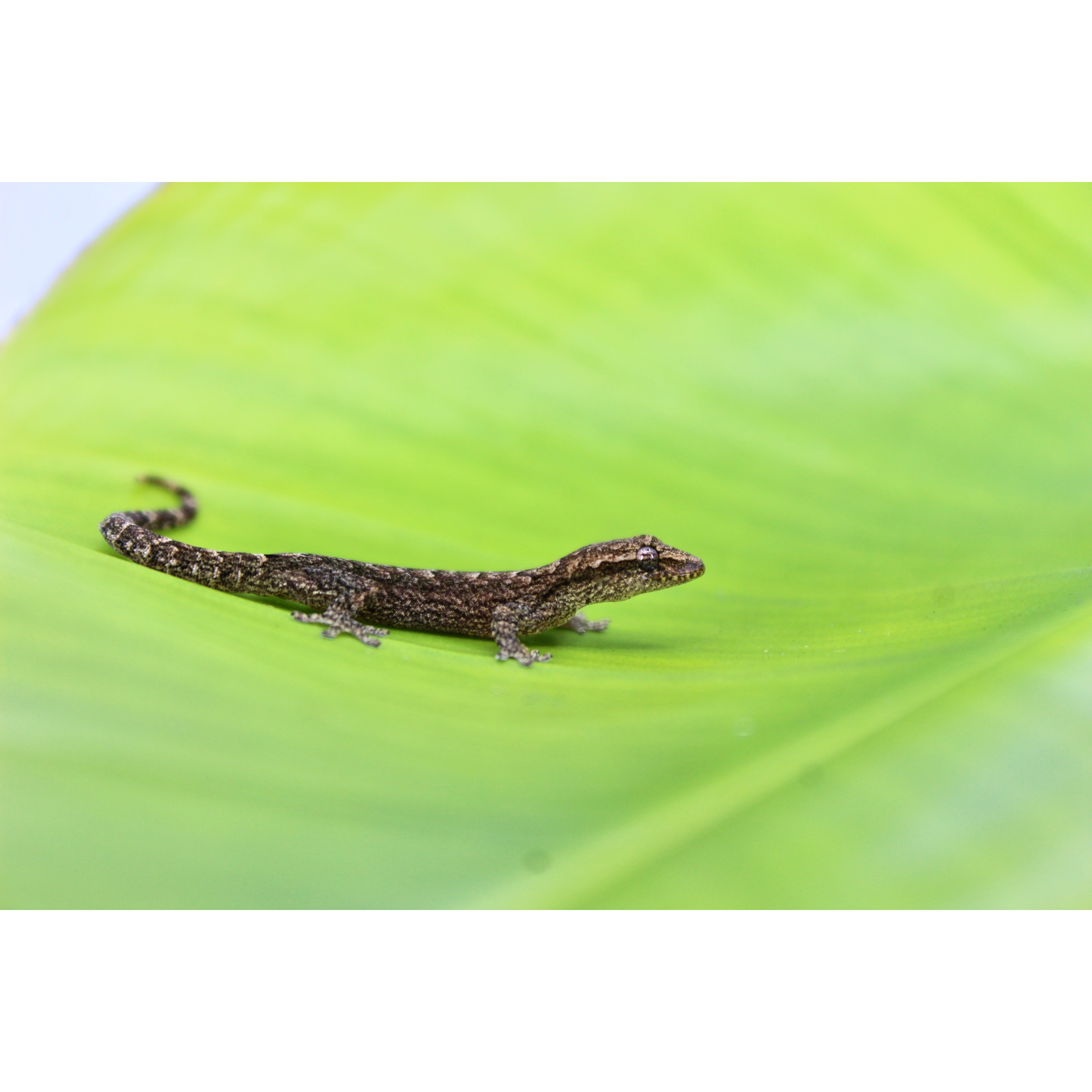 Small brown lizard with a mottled pattern rests on a bright green leaf, facing right.
