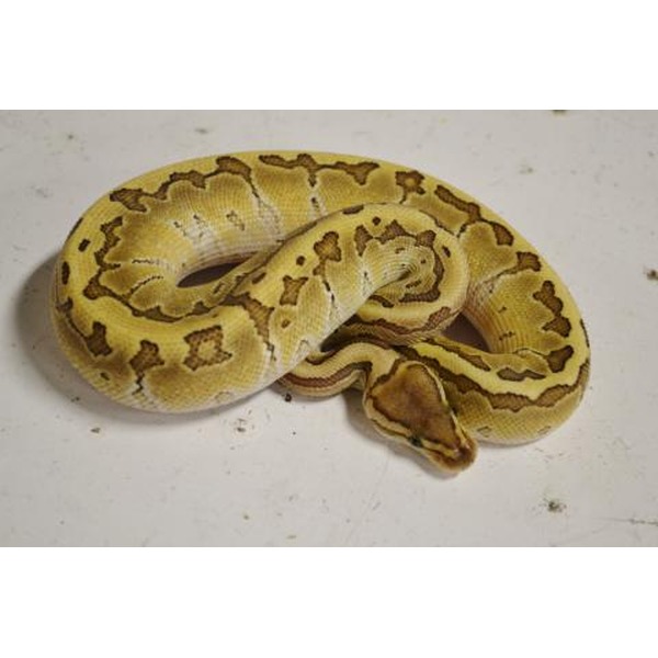 Coiled yellow snake with brown blotches on a light surface.