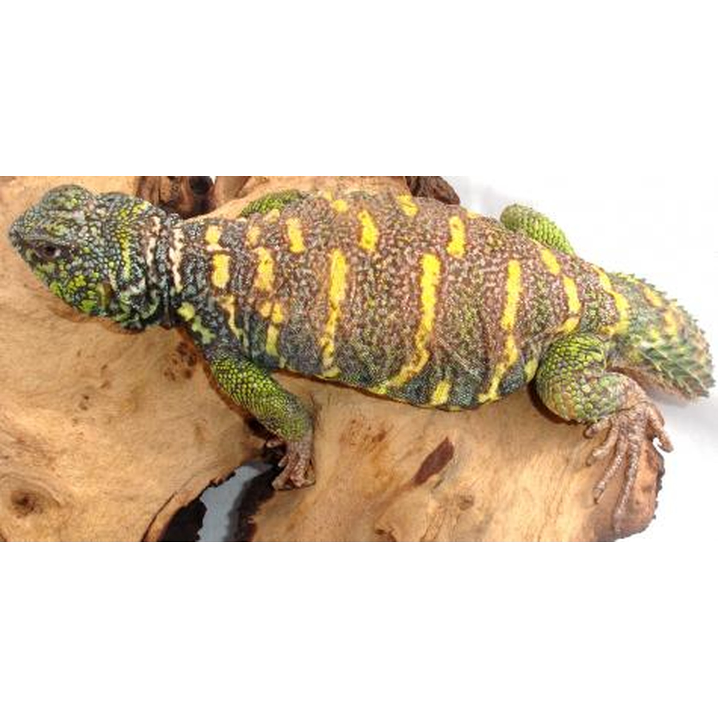 Green-and-yellow striped lizard basking on a wooden log