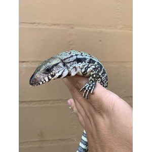 Colorful lizard with green, black, and white scales held in a person's hand against a tan brick wall.