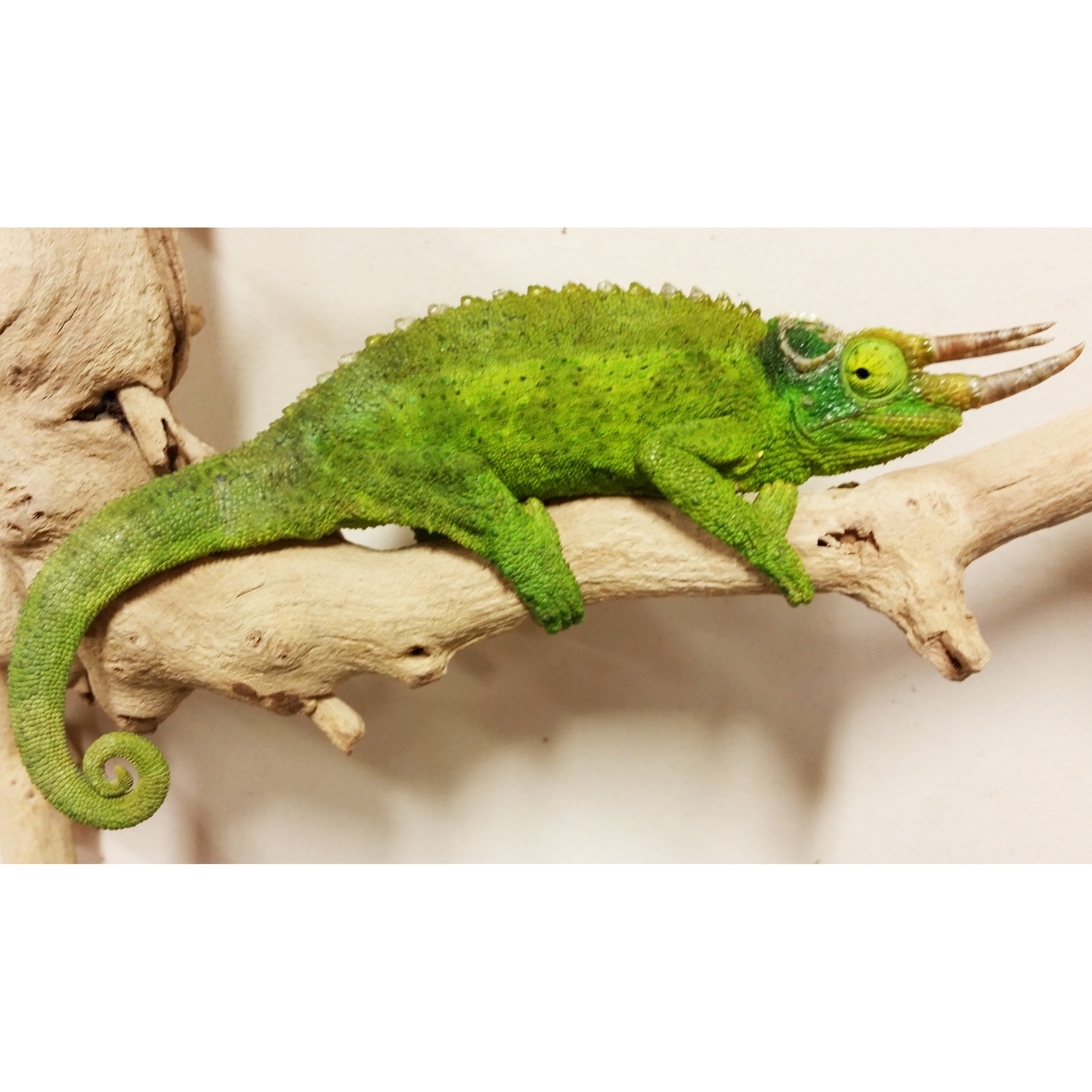Bright green chameleon perched on a light branch, curled tail, spiny back, and a yellow eye.