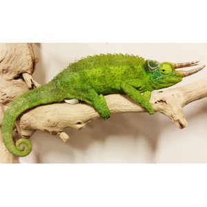 Bright green chameleon perched on a light branch, curled tail, spiny back, and a yellow eye.