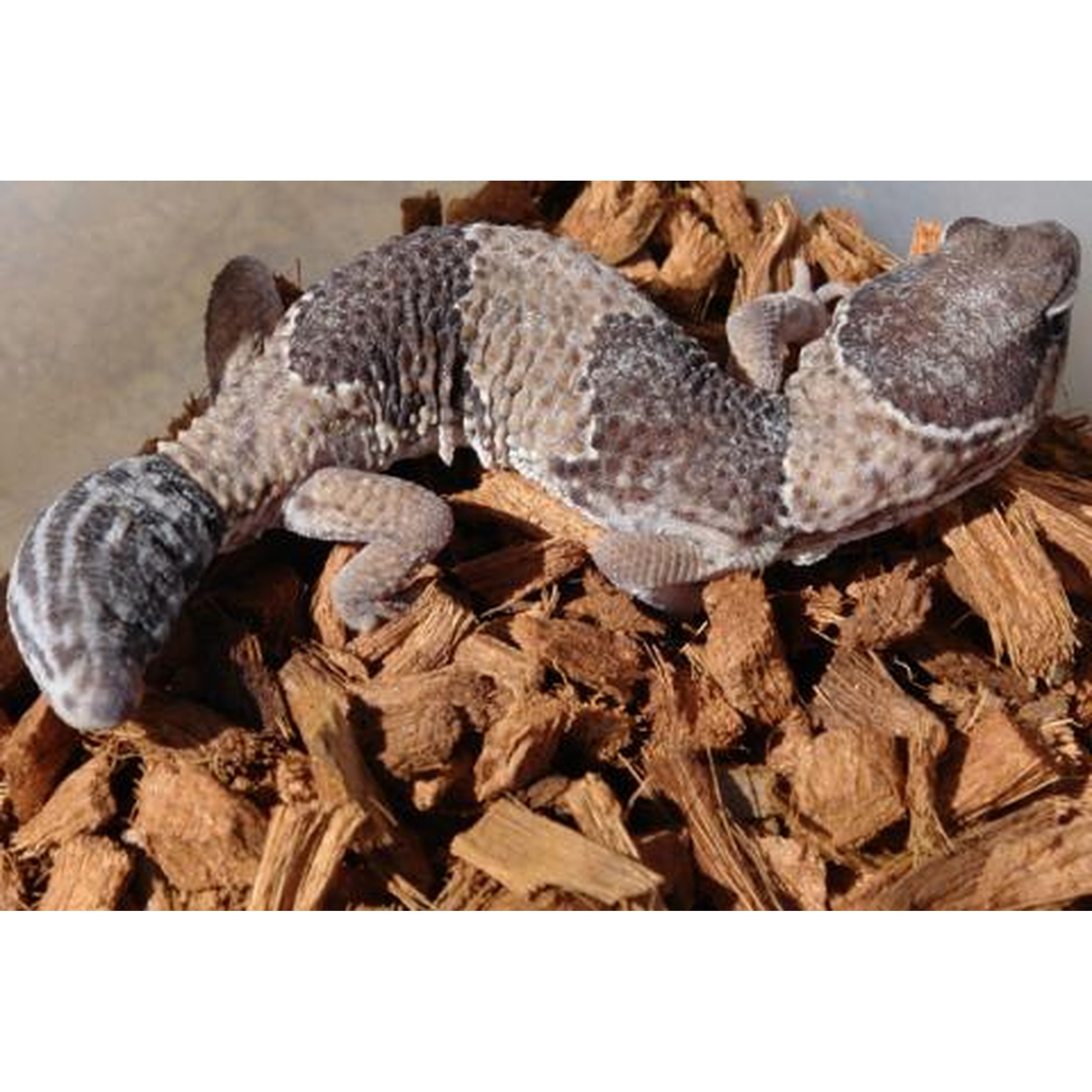 Lizard with textured gray skin resting on brown wood chips.