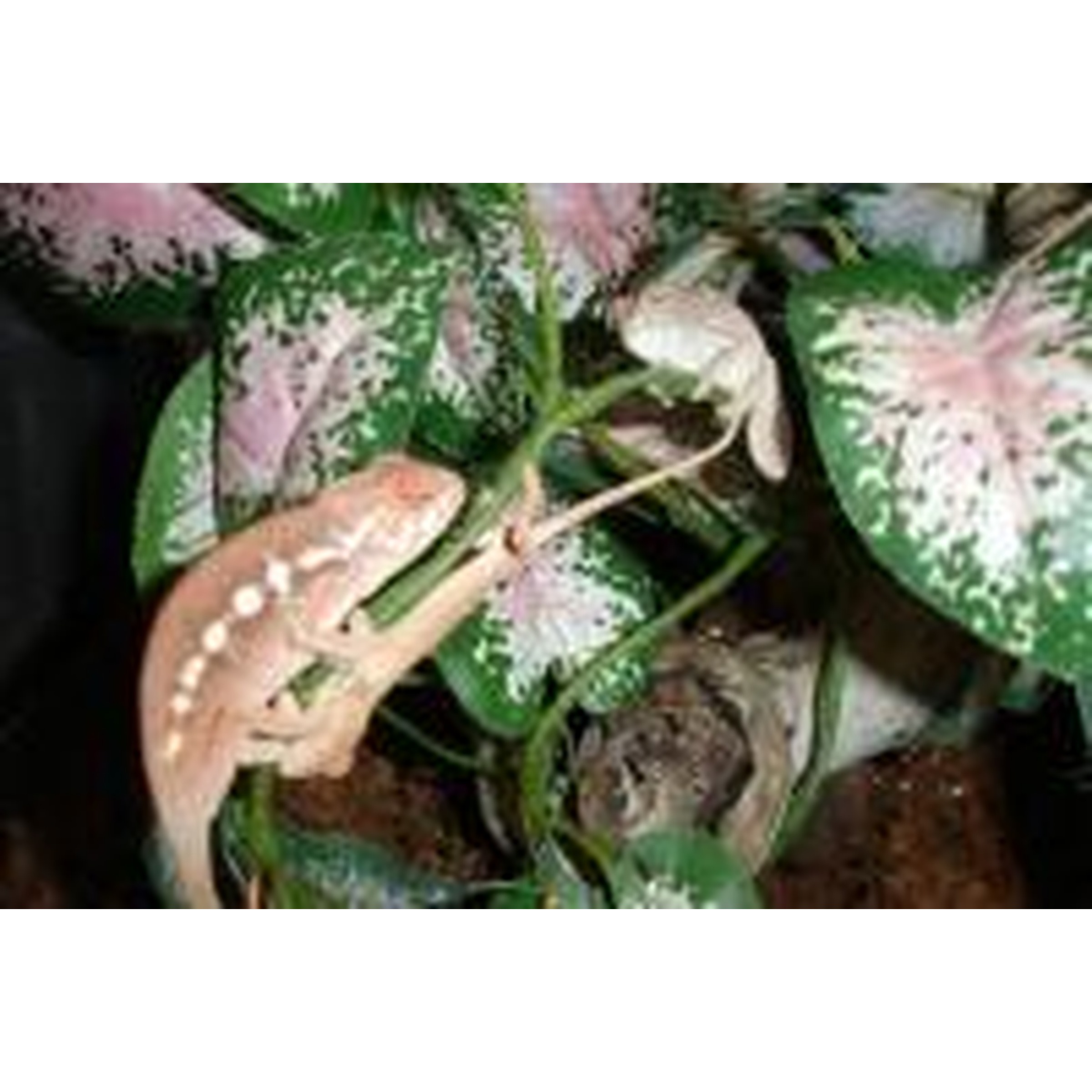 Pink-beige gecko sits on variegated green and pink leaves, near a hand.